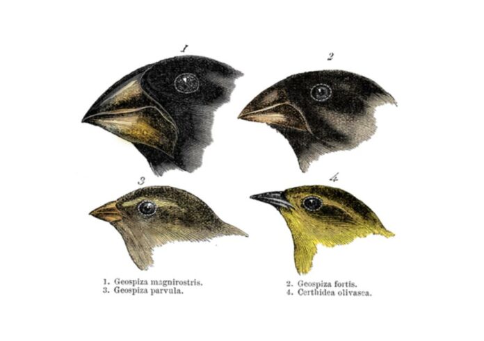 Darwin-finches-feature Finches