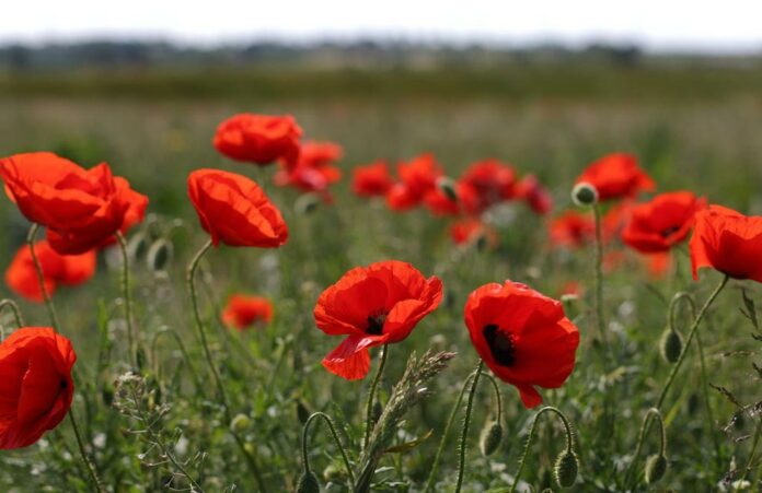 armistice-feature Armistice
