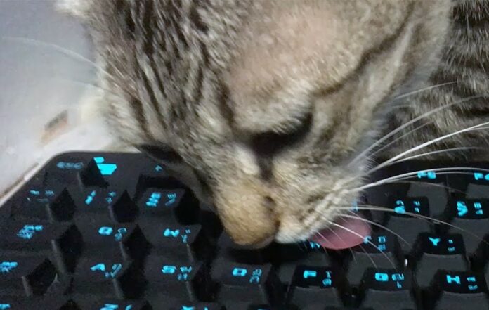 A cat licking a keyboard.