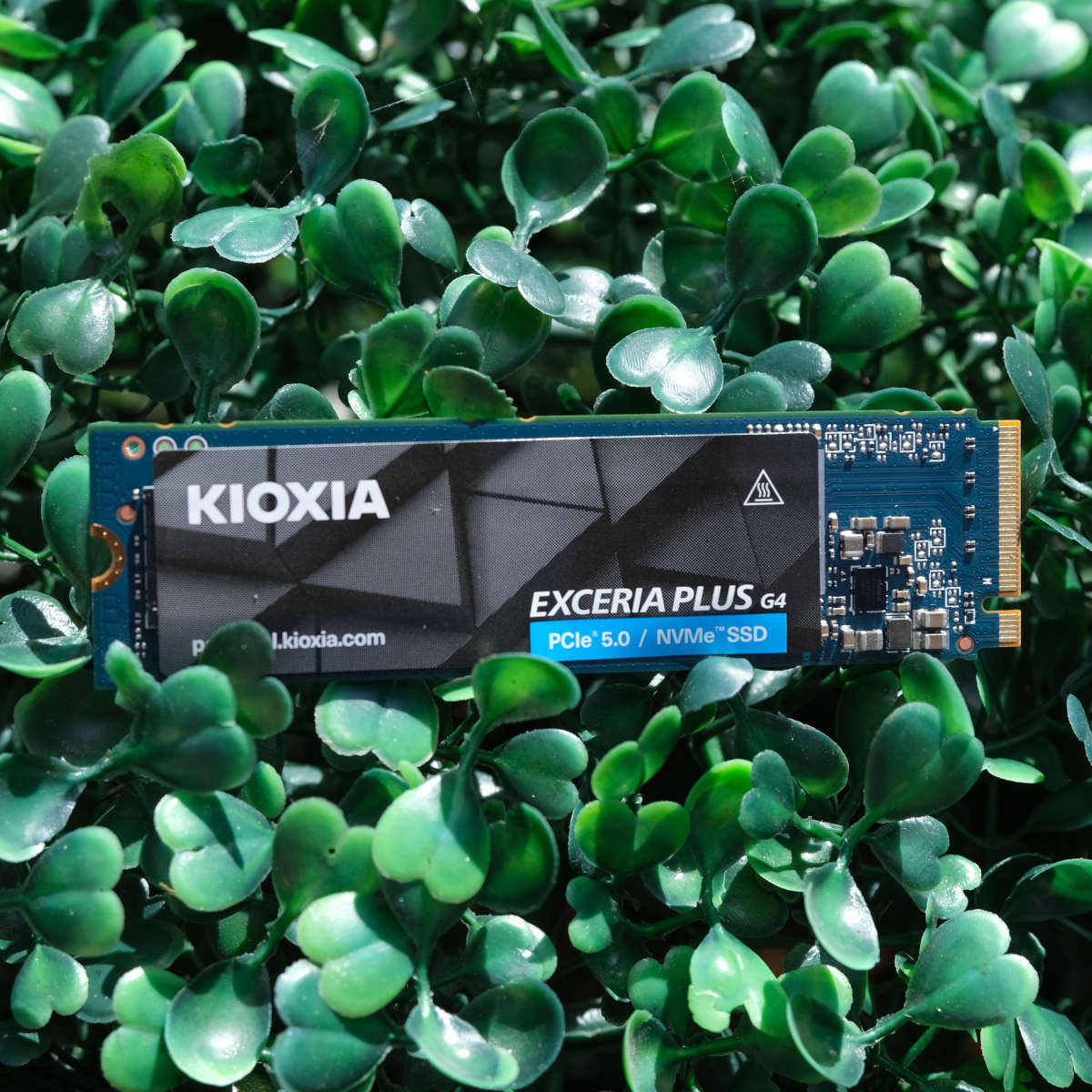 Kioxia Exceria Plus G4 2TB SSD rests on a bed of green leaves.